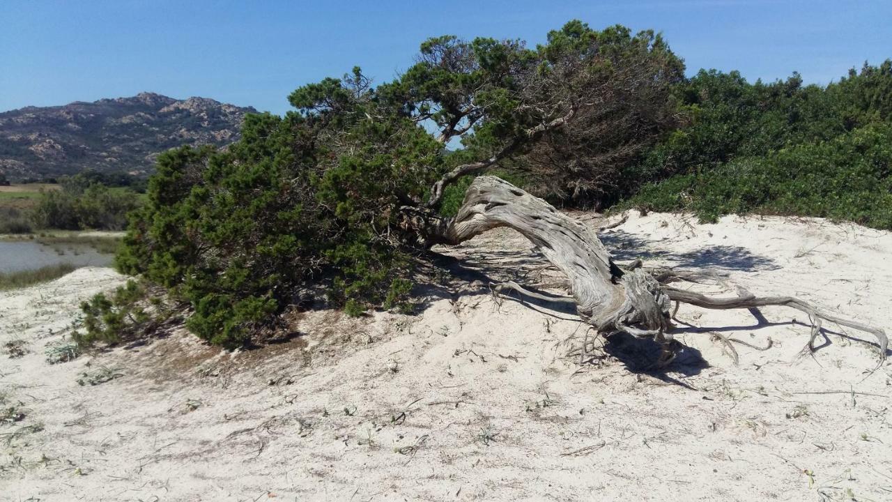 Villa Le Ginestre La Caletta Eksteriør bilde